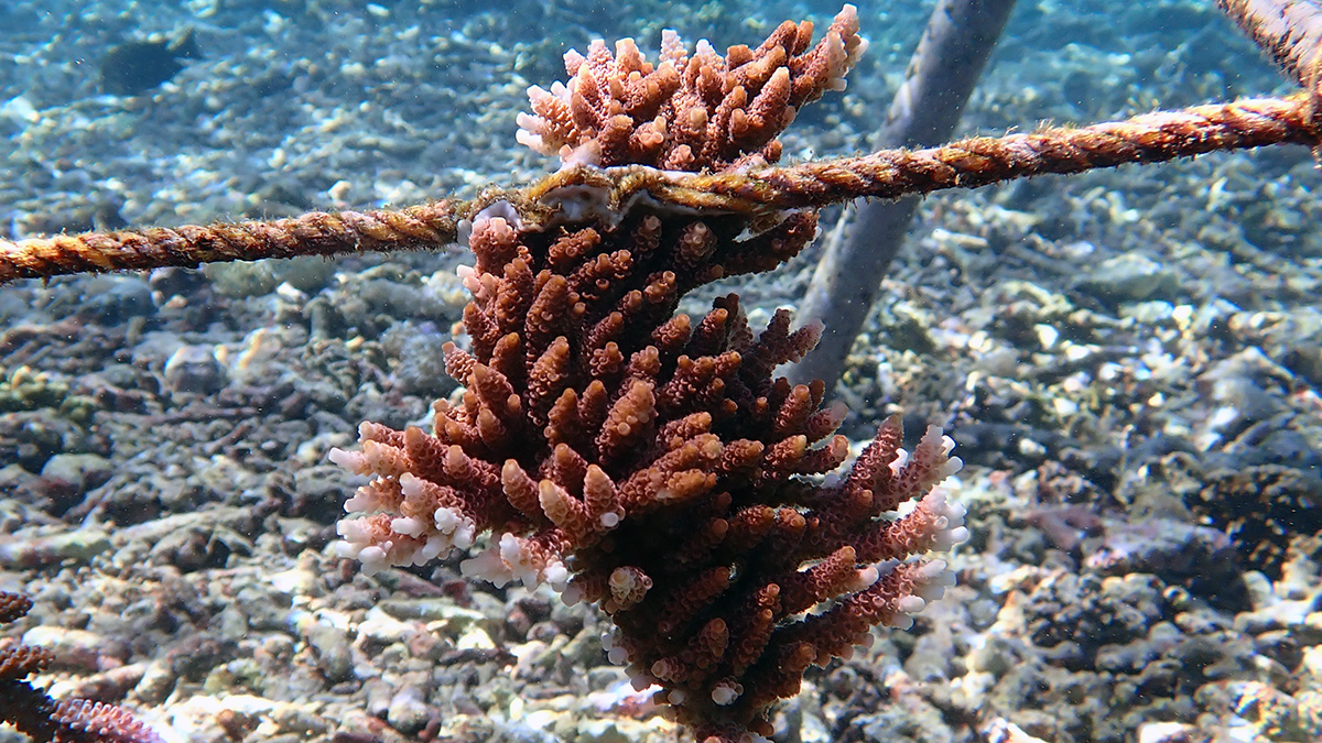 Batch Zero, Fully Adopted: All 20 of Our First Corals Have Found a Home