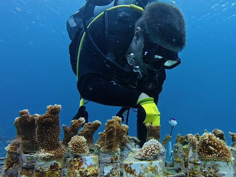 Cozumel Coral Reef Conservation Course  photo 4