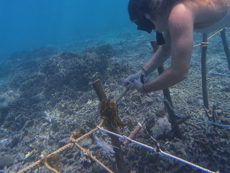 Nusa Penida Coral Restoration Snorkel Tour photo 4