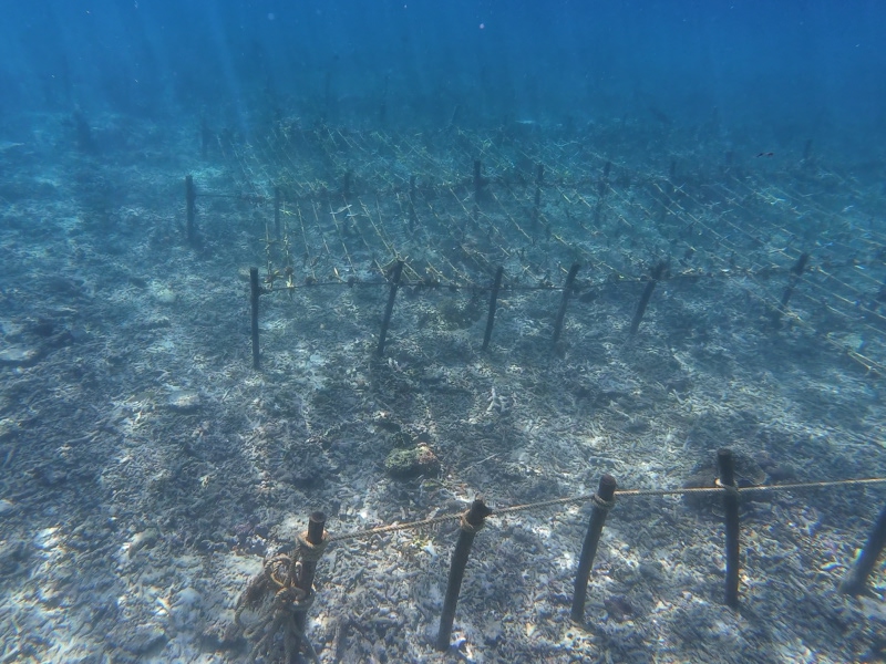 Nusa Penida Coral Restoration Snorkel Tour photo 2